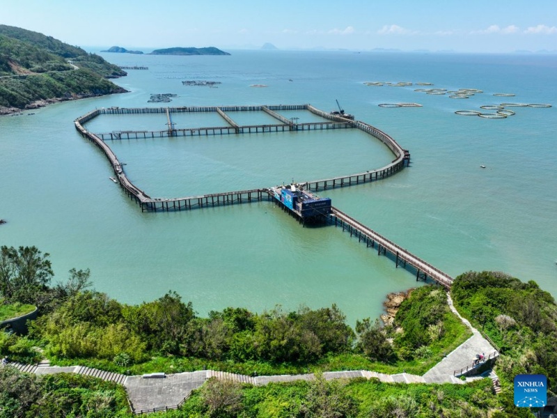 Zhejiang : le district de Jiaojiang développe la filière de la grande courbine jaune