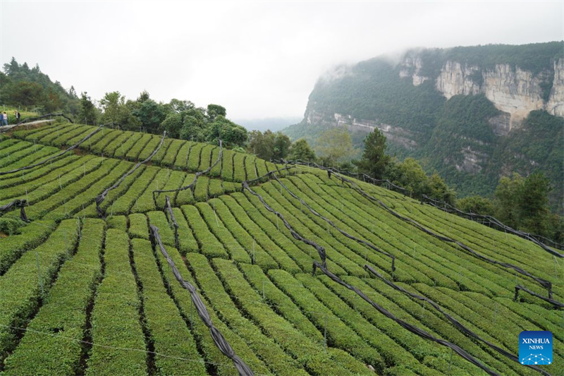 Hubei : comment l'amélioration des transports permet de faire découvrir au monde les richesses des montagnes d'Enshi
