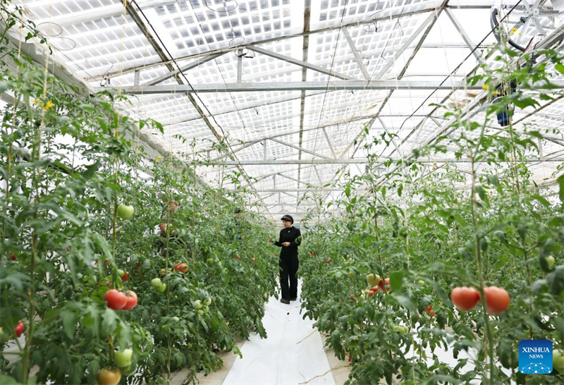 Ningxia : le district de Hongsibu construit des serres photovoltaïques pour stimuler l'agriculture écologique
