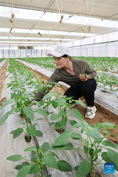 Ningxia : le district de Hongsibu construit des serres photovoltaïques pour stimuler l'agriculture écologique