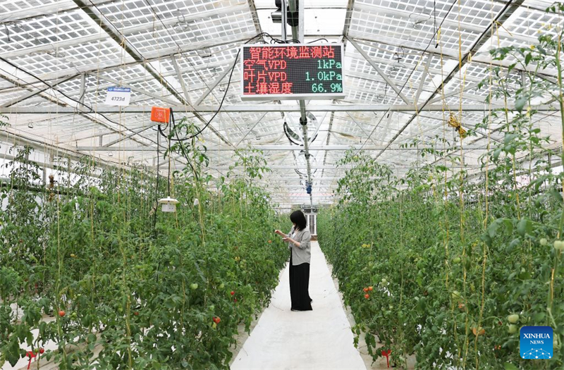 Ningxia : le district de Hongsibu construit des serres photovoltaïques pour stimuler l'agriculture écologique