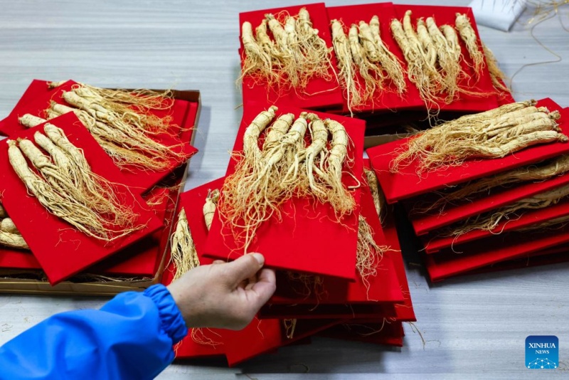 Jilin : la récolte du ginseng bat son plein à Fusong