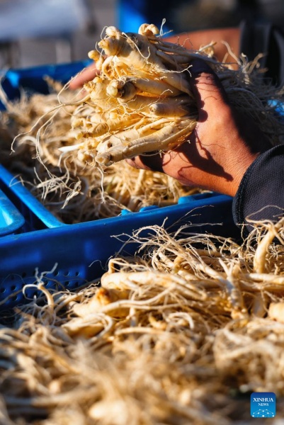Jilin : la récolte du ginseng bat son plein à Fusong