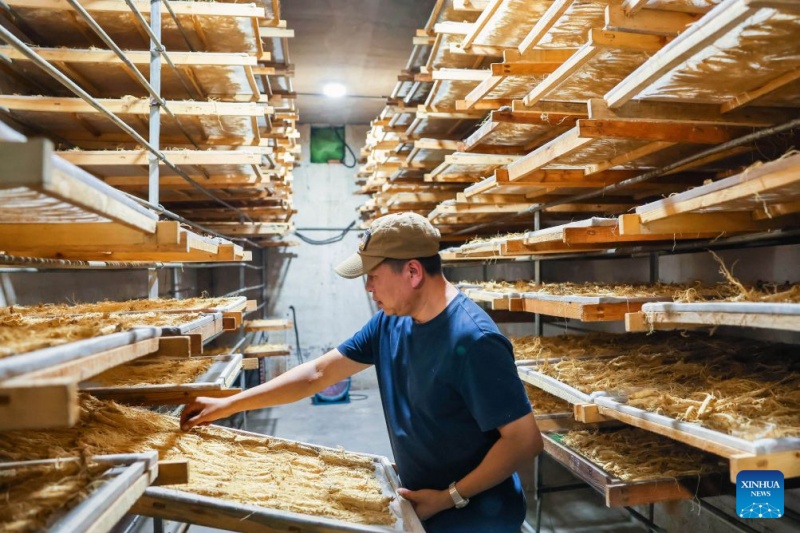 Jilin : la récolte du ginseng bat son plein à Fusong