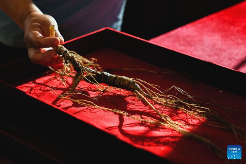 Jilin : la récolte du ginseng bat son plein à Fusong