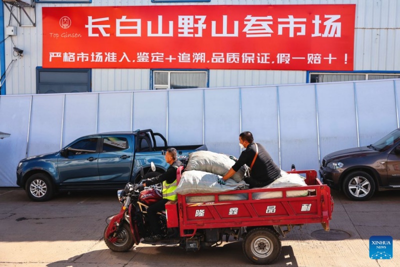 Jilin : la récolte du ginseng bat son plein à Fusong