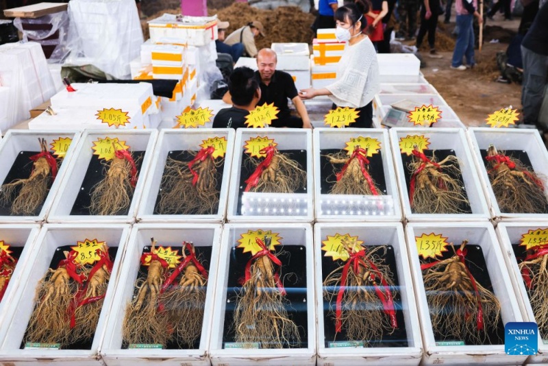 Jilin : la récolte du ginseng bat son plein à Fusong