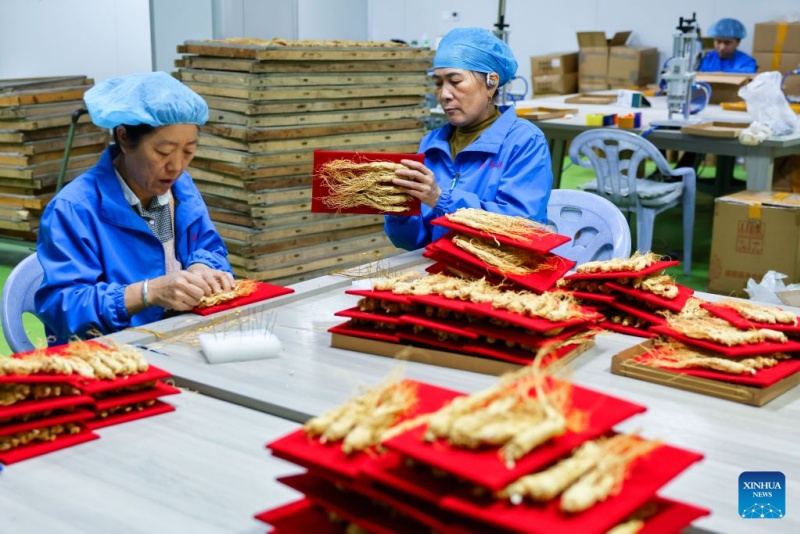 Jilin : la récolte du ginseng bat son plein à Fusong