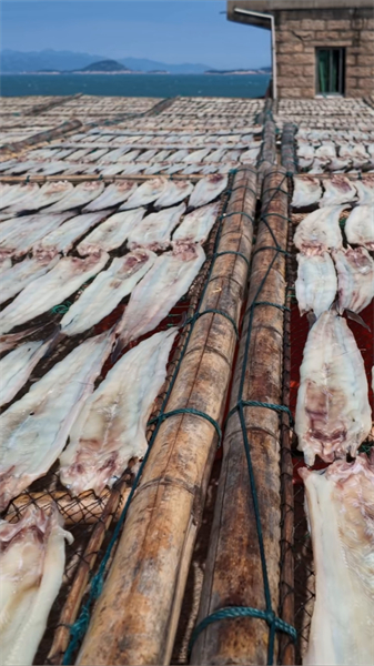Fujian : les pêcheurs s'activent pour le séchage au soleil de la pêche d'automne