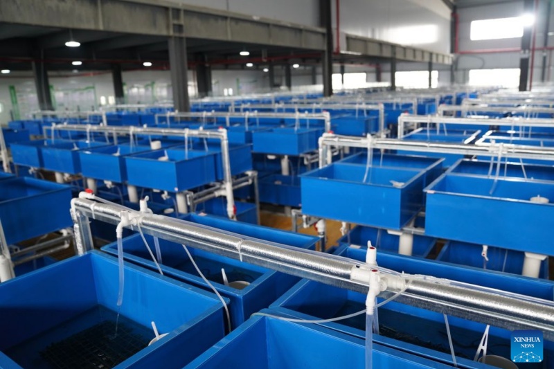 Depuis les étangs, une spécialité chinoise part à la conquête des marchés mondiaux