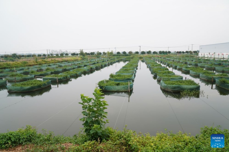Depuis les étangs, une spécialité chinoise part à la conquête des marchés mondiaux