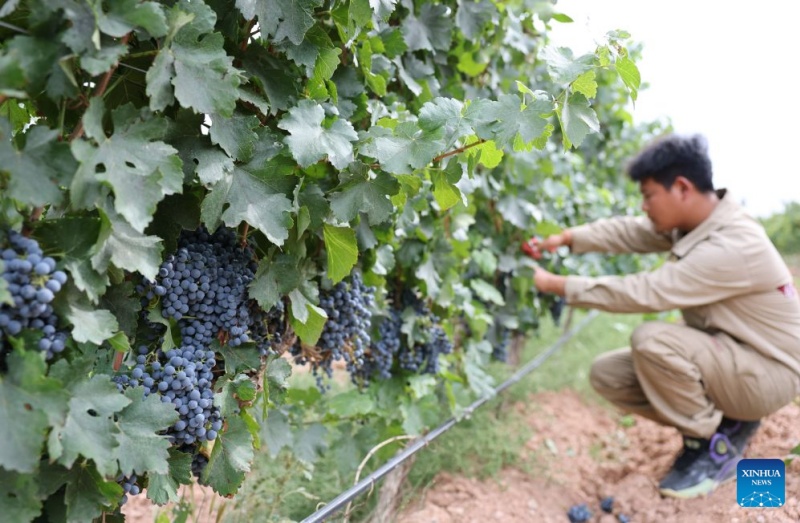 Le Ningxia développe son industrie viticole pour stimuler l'économie locale