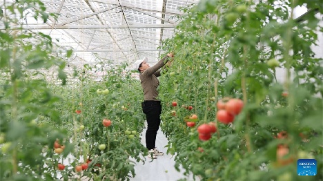 Ningxia : le district de Hongsibu construit des serres photovoltaïques pour stimuler l'agriculture écologique