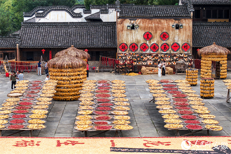 Anhui : le séchage des récoltes d'automne dans le vieux village de Chengkan bat son plein