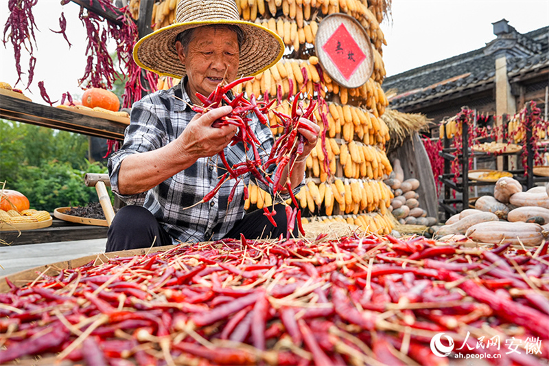 Anhui : le séchage des récoltes d'automne dans le vieux village de Chengkan bat son plein