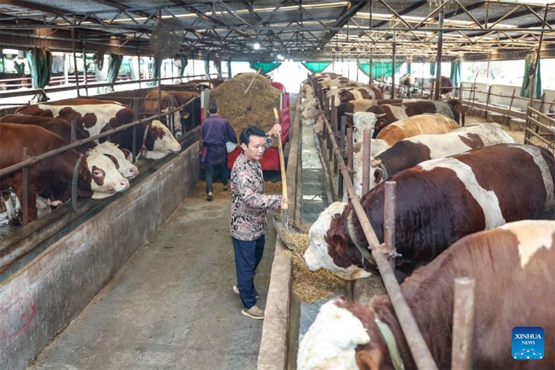 Chongqing : le district de Qijiang stimule la revitalisation rurale grâce au « tourisme rouge » et au développement d'une agriculture moderne