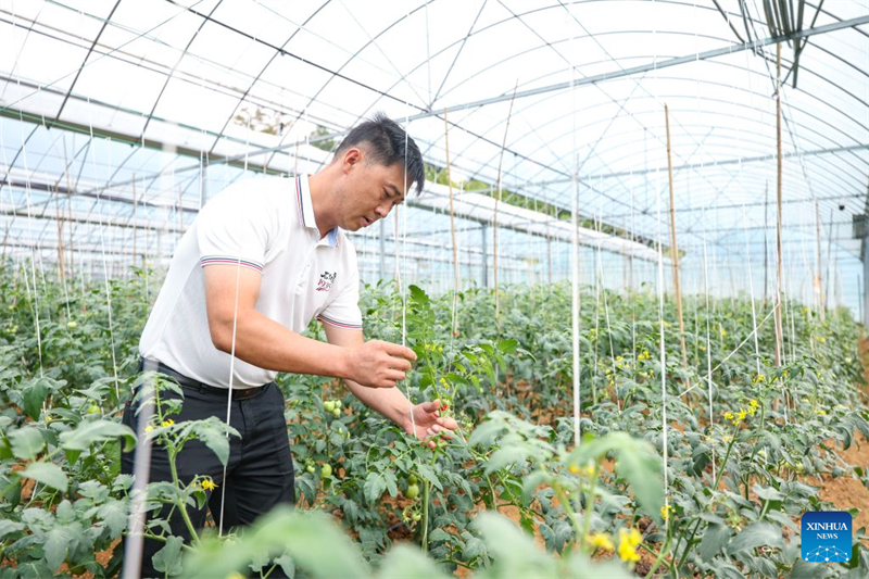 Chongqing : le district de Qijiang stimule la revitalisation rurale grâce au « tourisme rouge » et au développement d'une agriculture moderne