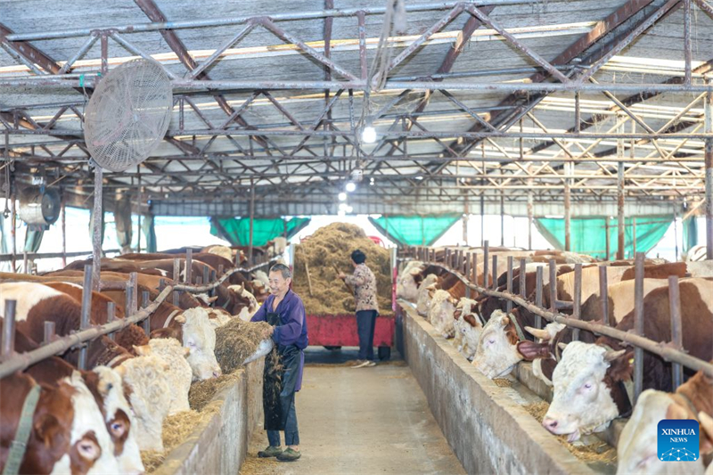 Chongqing : le district de Qijiang stimule la revitalisation rurale grâce au « tourisme rouge » et au développement d'une agriculture moderne