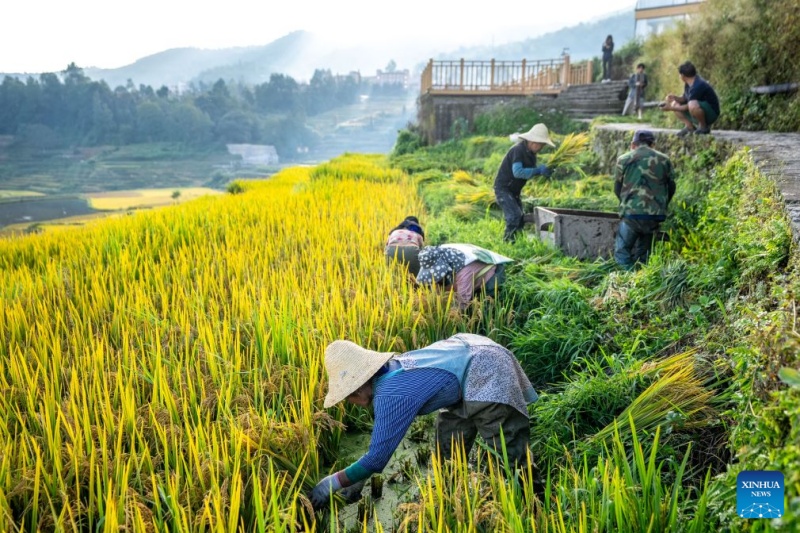Yunnan : à la découverte des rizières en terrasses des Hani à Yuanyang