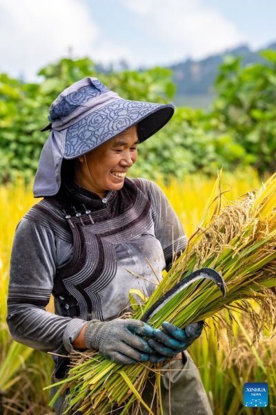 Yunnan : à la découverte des rizières en terrasses des Hani à Yuanyang