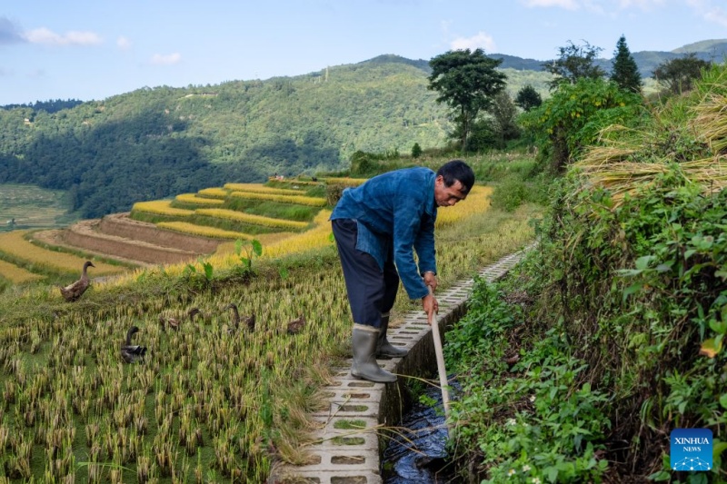 Yunnan : à la découverte des rizières en terrasses des Hani à Yuanyang