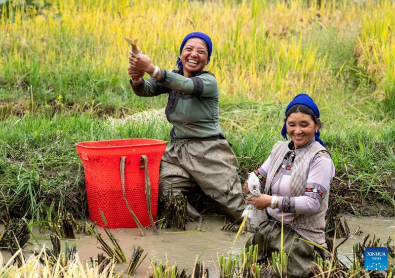 Yunnan : à la découverte des rizières en terrasses des Hani à Yuanyang