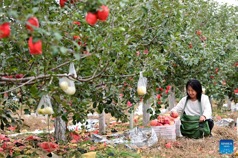 Shaanxi : haut lieu de la Longue Marche, le district de Wuqi connaît un développement écologique et industriel