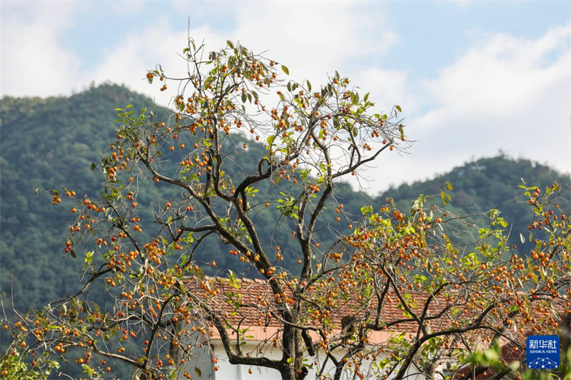 Zhejiang : une récolte exceptionnelle de kakis dans les zones rurales de Zhuji
