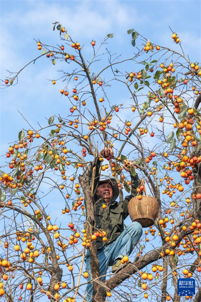 Zhejiang : une récolte exceptionnelle de kakis dans les zones rurales de Zhuji