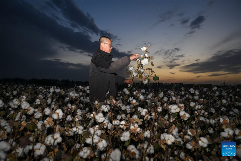 Xinjiang : un producteur de coton de Shawan saisit de nouvelles opportunités grâce à la modernisation agricole