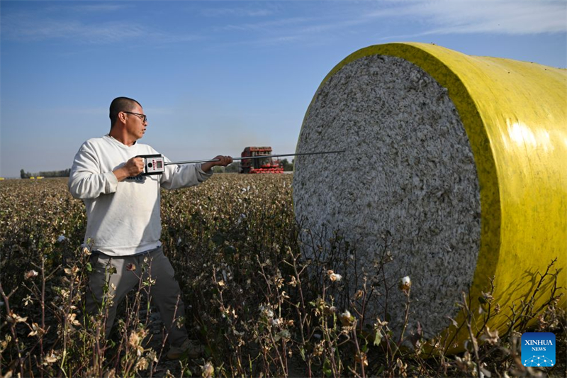 Xinjiang : un producteur de coton de Shawan saisit de nouvelles opportunités grâce à la modernisation agricole