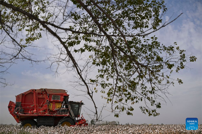 Xinjiang : un producteur de coton de Shawan saisit de nouvelles opportunités grâce à la modernisation agricole