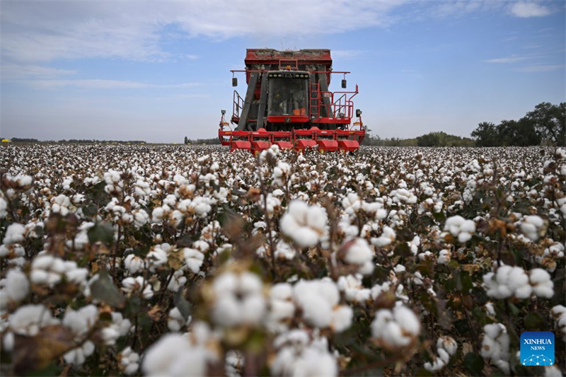 Xinjiang : un producteur de coton de Shawan saisit de nouvelles opportunités grâce à la modernisation agricole