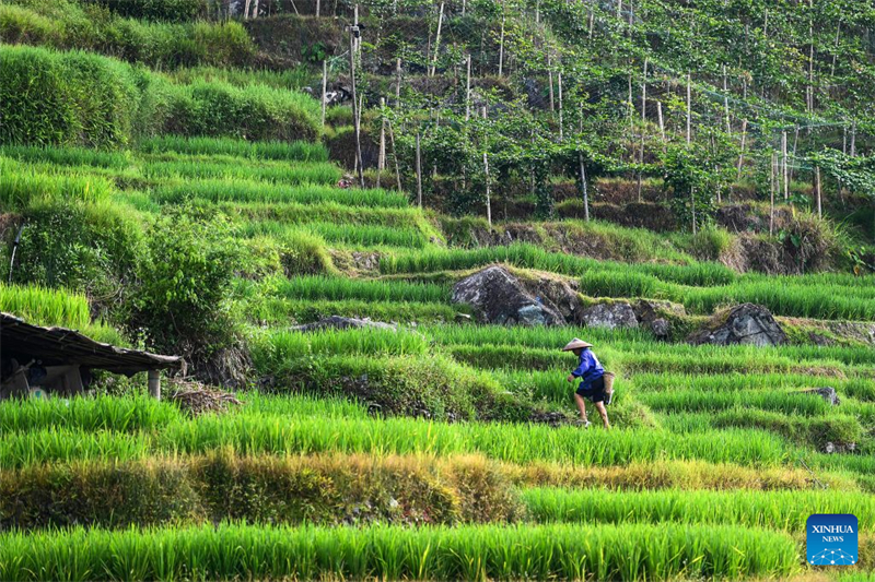 Guangxi : les visiteurs étrangers affluent à Longji pour découvrir la vie rurale traditionnelle de l'ethnie Zhuang