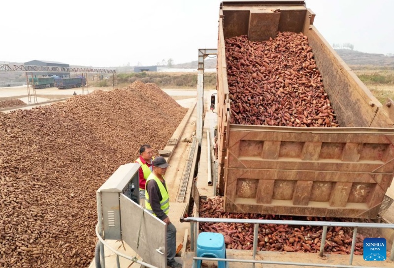 Hebei : le district de Lulong développe une filière industrielle de la patate douce