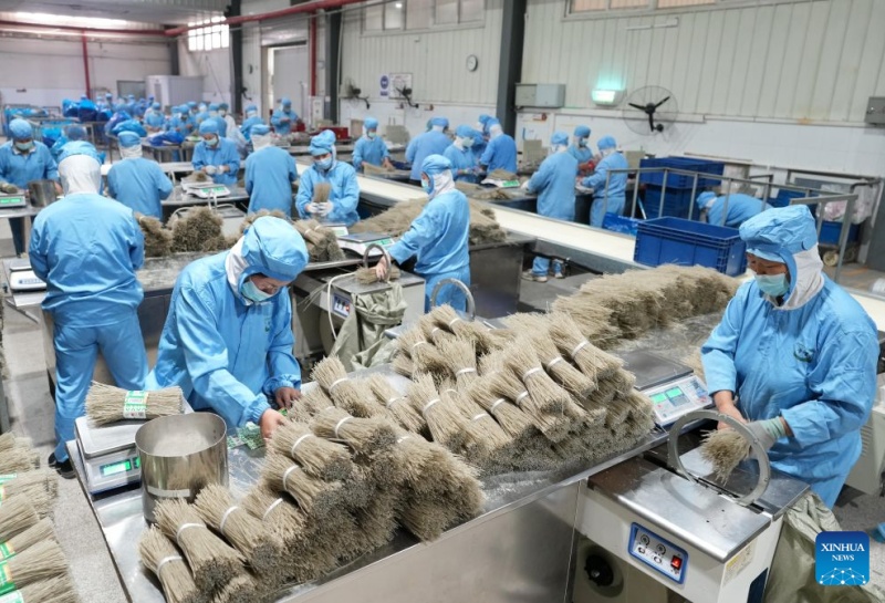 Hebei : le district de Lulong développe une filière industrielle de la patate douce