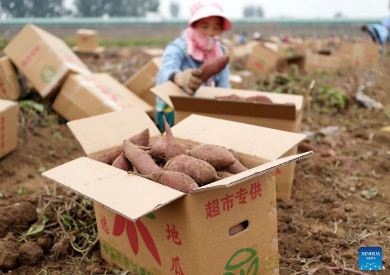 Hebei : le district de Lulong développe une filière industrielle de la patate douce