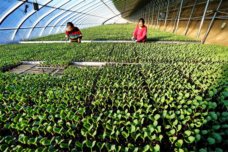 Des femmes travaillent dans une serre à Laoting, dans la province du Hebei (nord de la Chine), le 12 décembre 2018. (Photo/Xinhua)