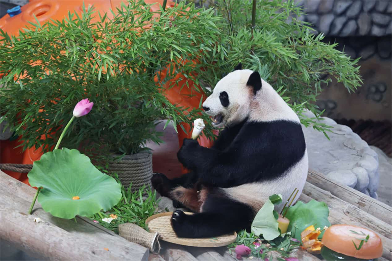 Comment la préservation du panda, une espèce emblématique, permet de bâtir des ponts d'amitié