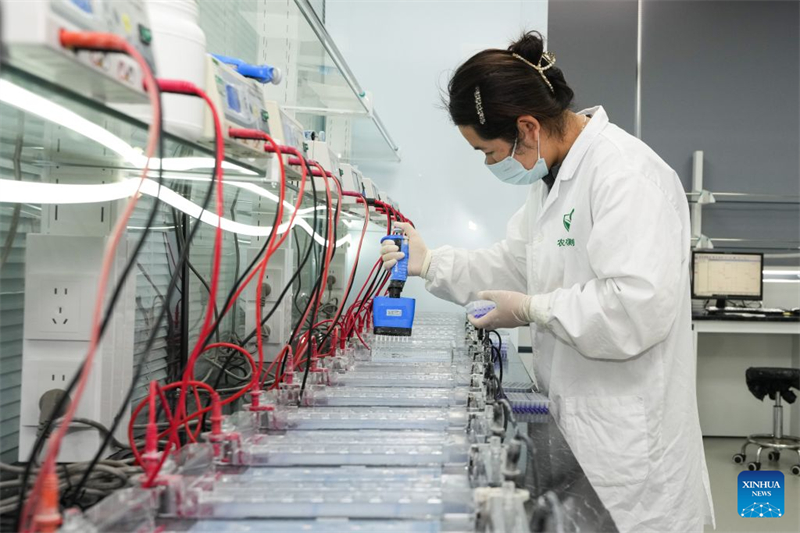 Anhui : l'industrie semencière en plein essor dans le district de Changfeng, à Hefei