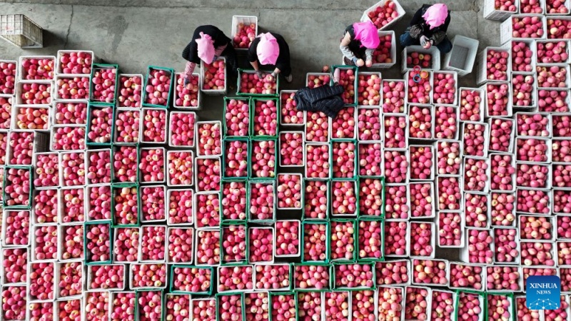 Ningxia : la récolte de pommes bat son plein à Zhongwei