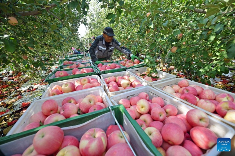 Ningxia : la récolte de pommes bat son plein à Zhongwei