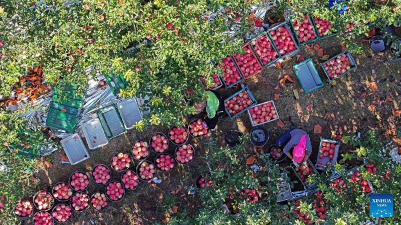 Ningxia : la récolte de pommes bat son plein à Zhongwei