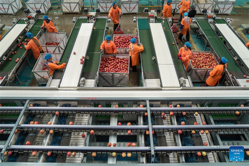 Yunnan : la technologie stimule le développement de la filière pomicole à Zhaotong