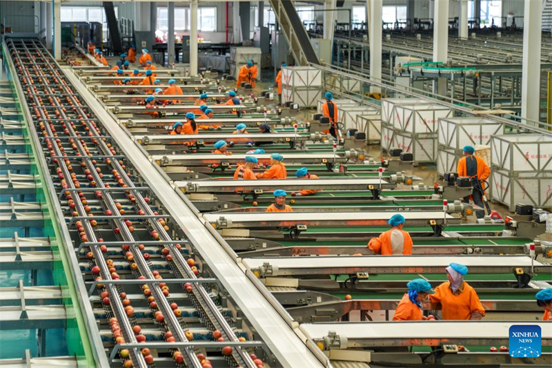 Yunnan : la technologie stimule le développement de la filière pomicole à Zhaotong