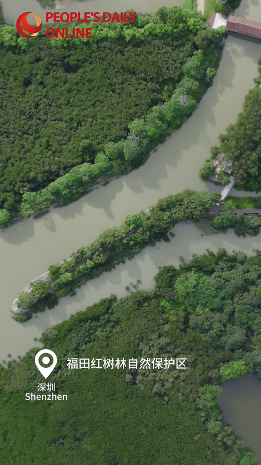 Shenzhen : la ville et la nature, c'est un équilibre