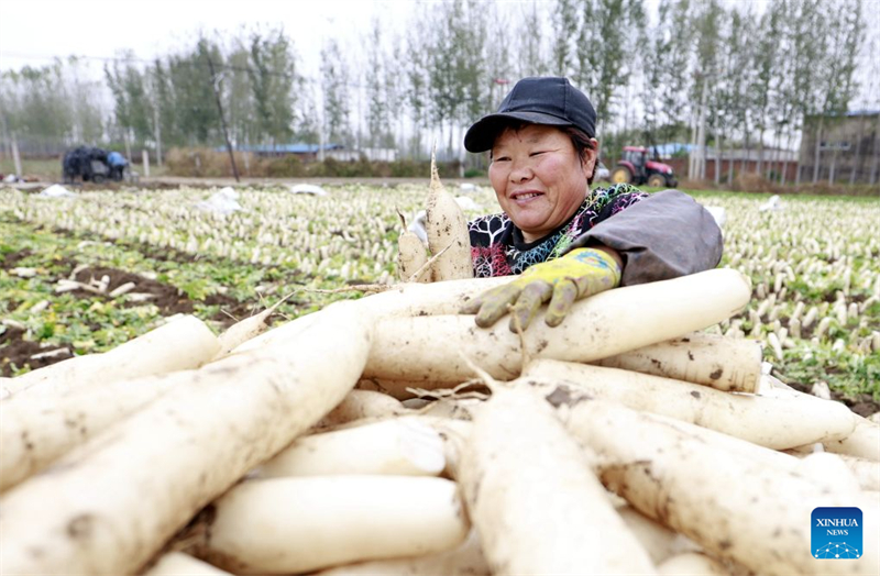 Hebei : comment l'agriculture spécialisée stimule la revitalisation rurale à Tangshan
