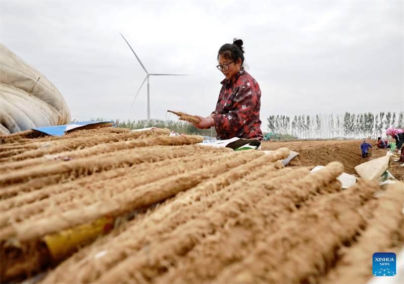 Hebei : comment l'agriculture spécialisée stimule la revitalisation rurale à Tangshan