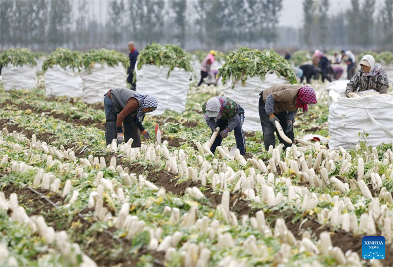 Hebei : comment l'agriculture spécialisée stimule la revitalisation rurale à Tangshan