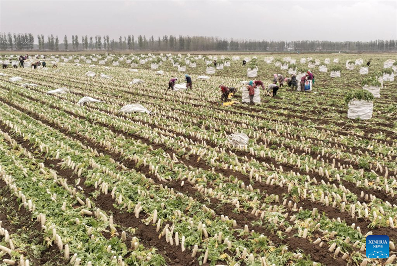Hebei : comment l'agriculture spécialisée stimule la revitalisation rurale à Tangshan